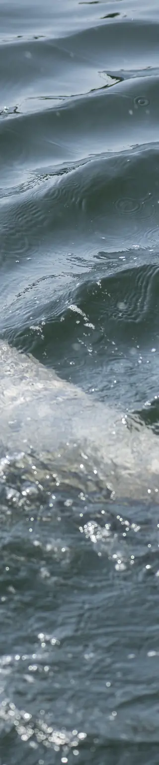 Bootstour zu den seltenen Irrawaddy-Flussdelfinen